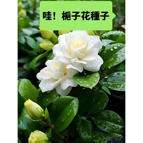 梔子花種子哪裡買|【台灣現貨】栀子花種子四季易種好活開花植物盆栽花。